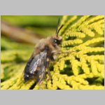 Melecta albifrons - Trauerbiene 03a 14mm.jpg